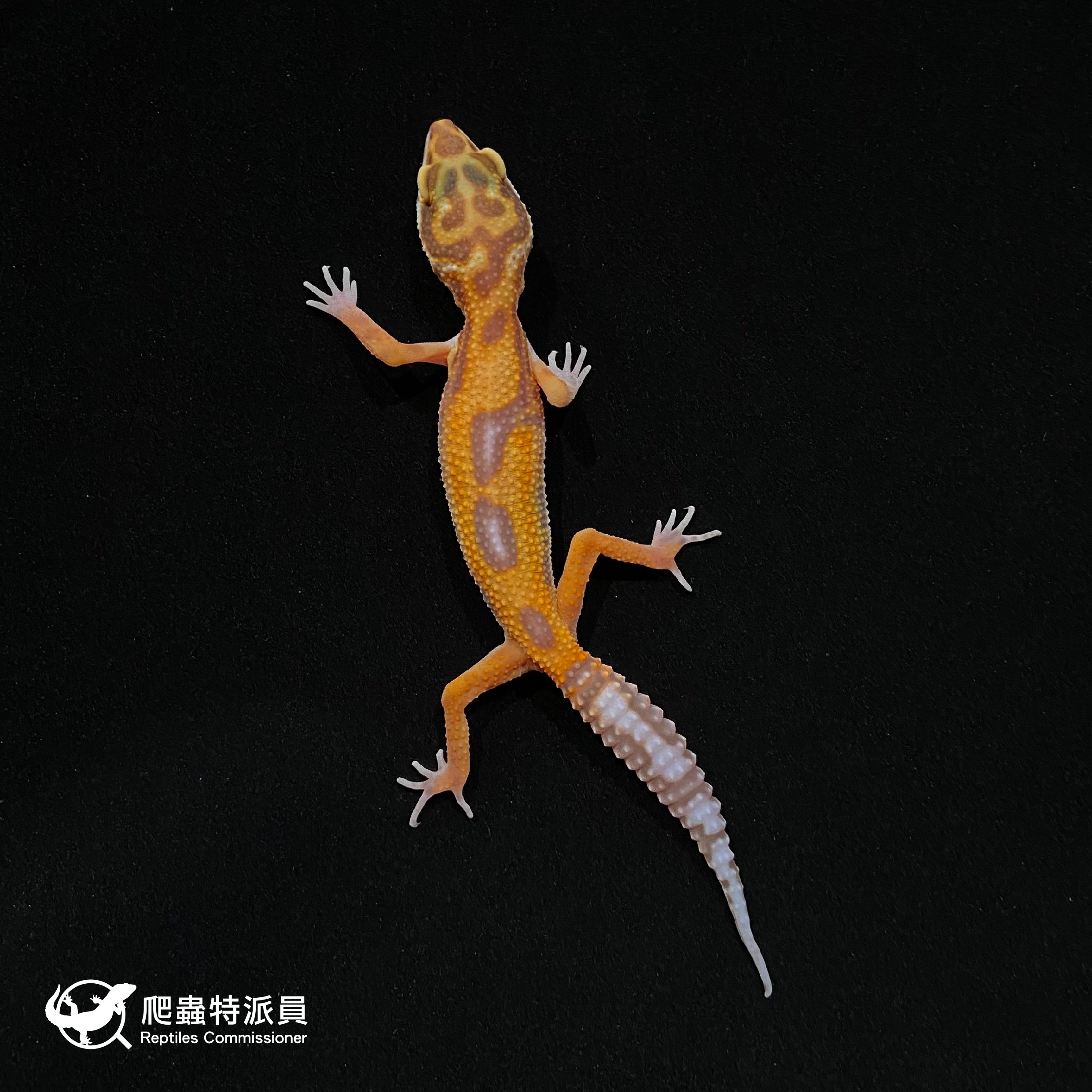 豹紋守宮．貝爾叢林（編號 4）