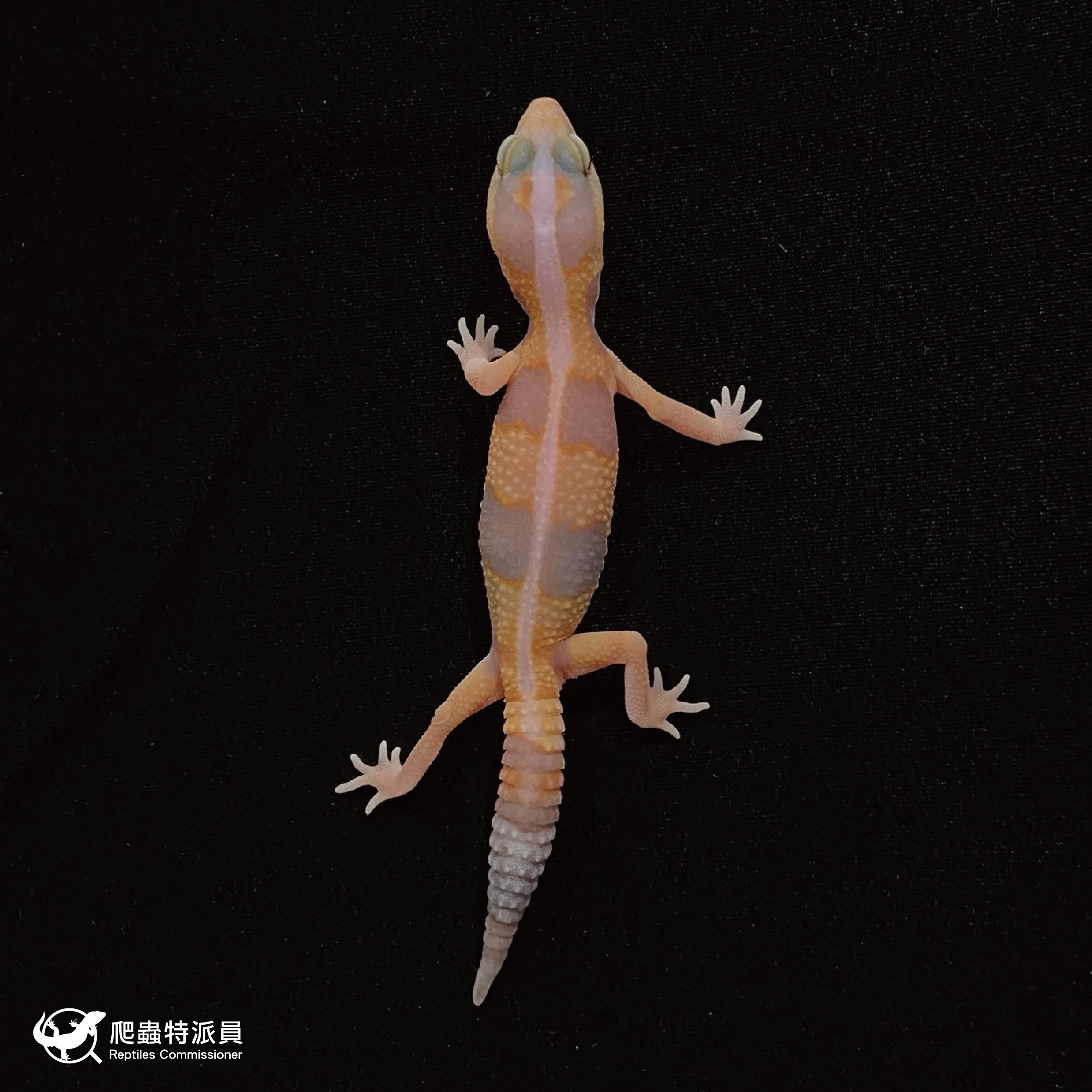 肥尾守宮．直線立可白橘白 h 焦糖祖魯（編號 45）