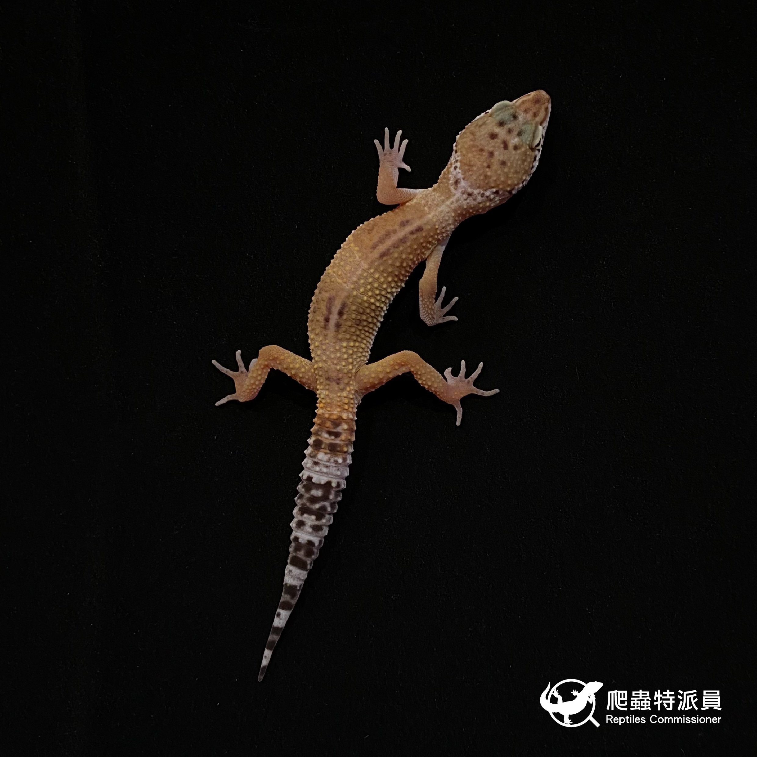 豹紋守宮．原色（編號 3）