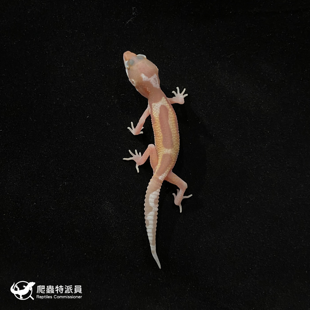 豹紋守宮．川白雪花（編號 68）