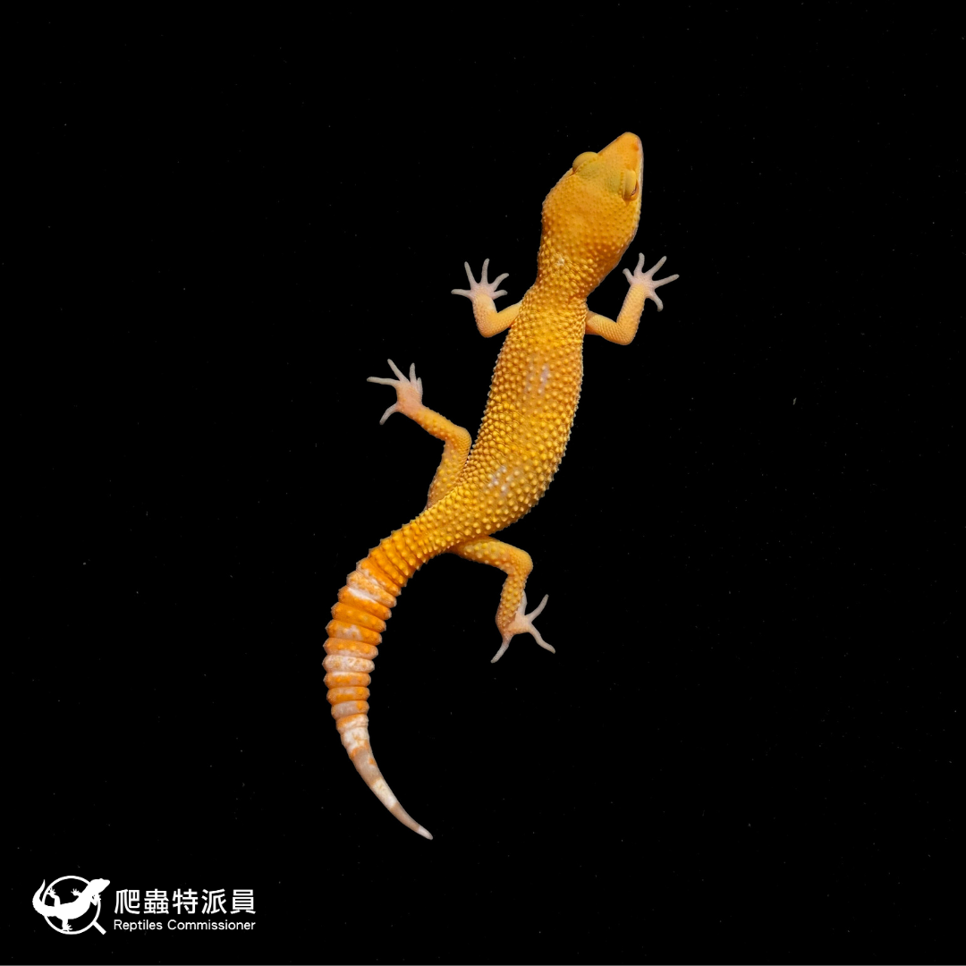 豹紋守宮．日焰（編號 345）