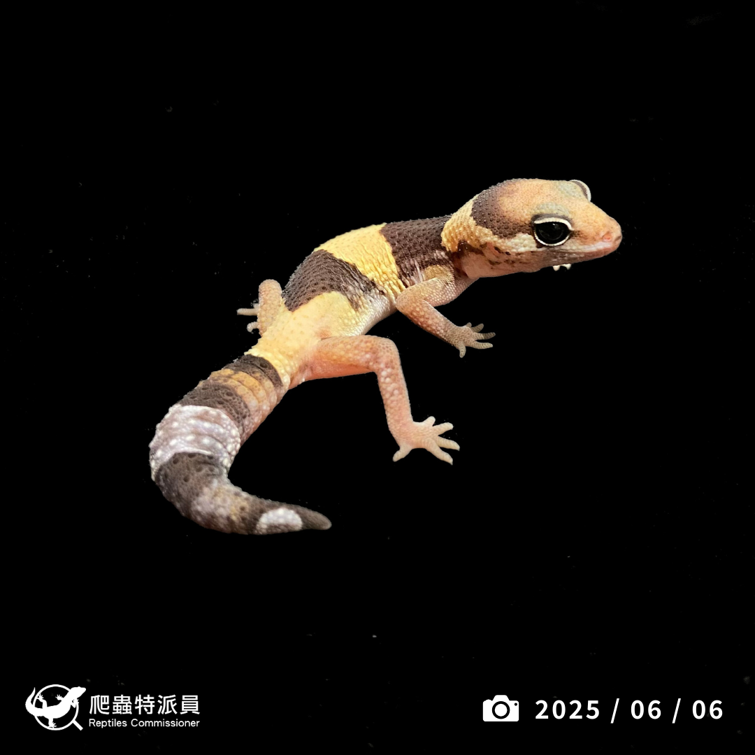 肥尾守宮．普肥（編號 425）