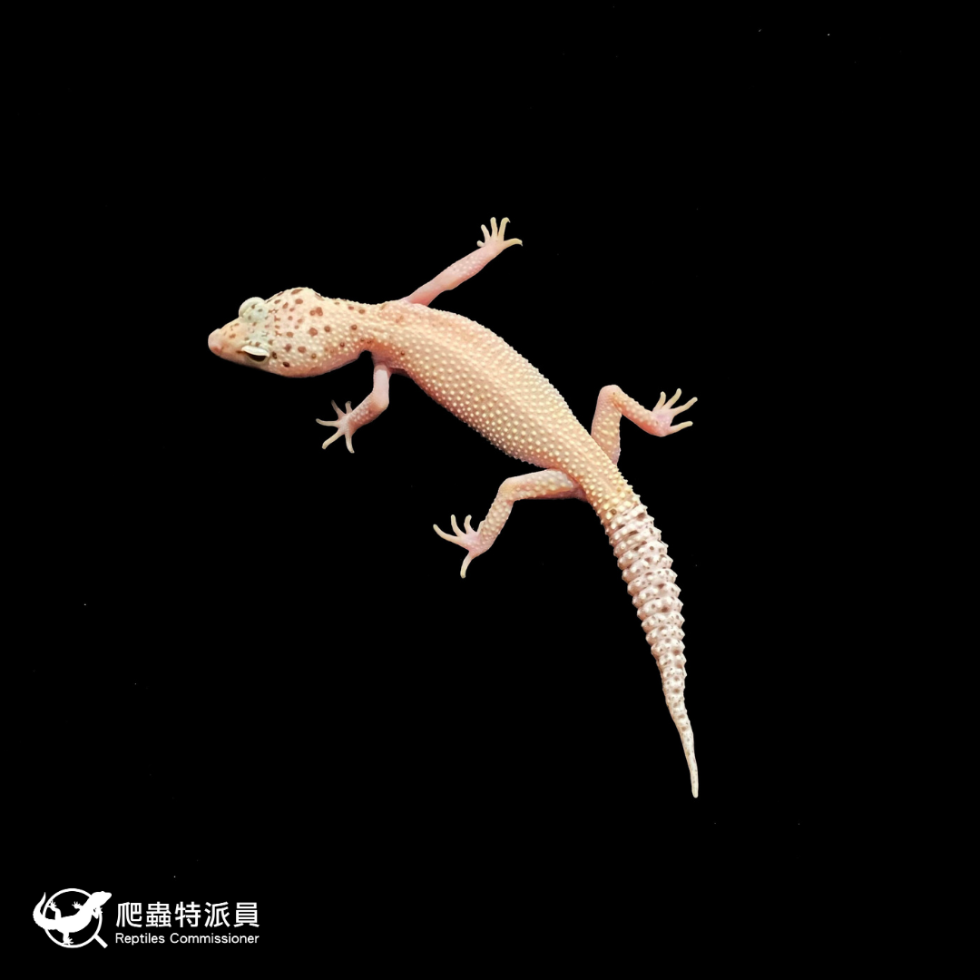 豹紋守宮．WY 雪花日蝕（編號 399）