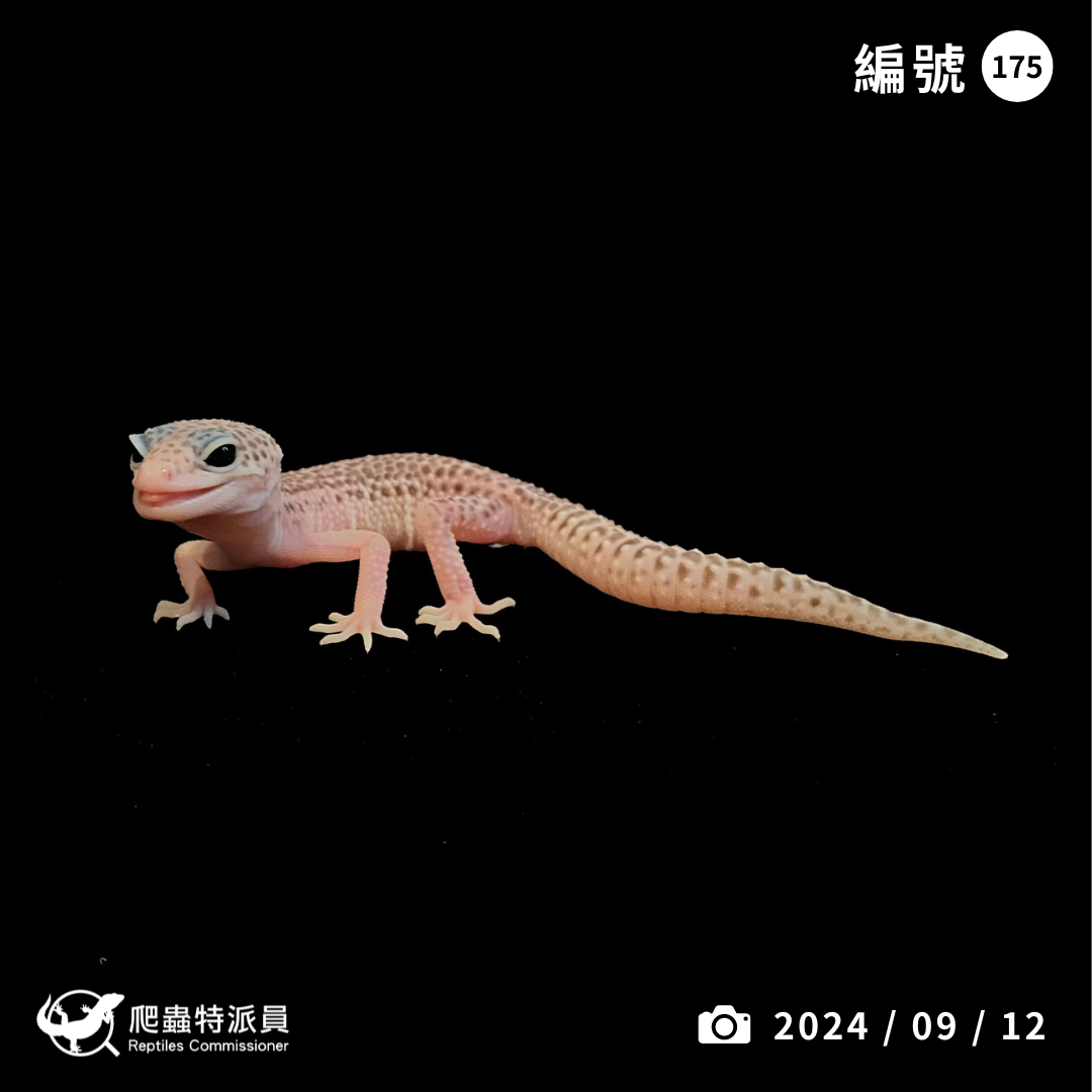 豹紋守宮．全日蝕（編號 175）