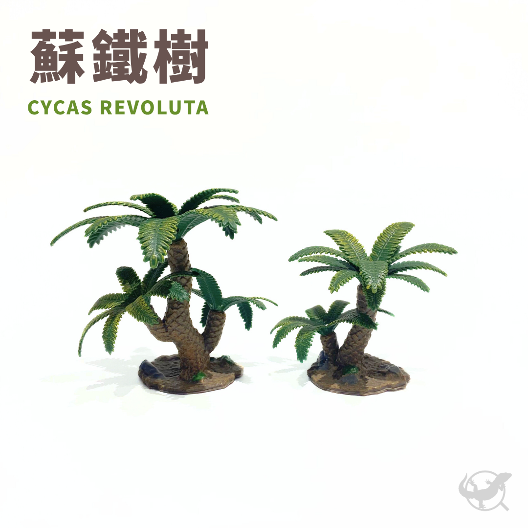 爬蟲蘇鐵樹擺設 爬蟲蘇鐵樹擺設