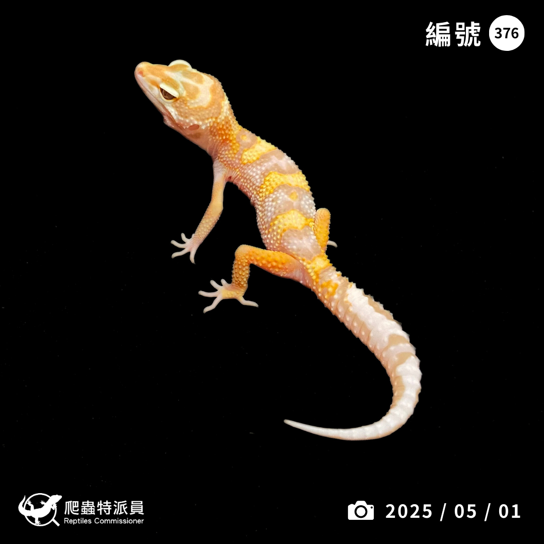 豹紋守宮．WY 川白（編號 376）