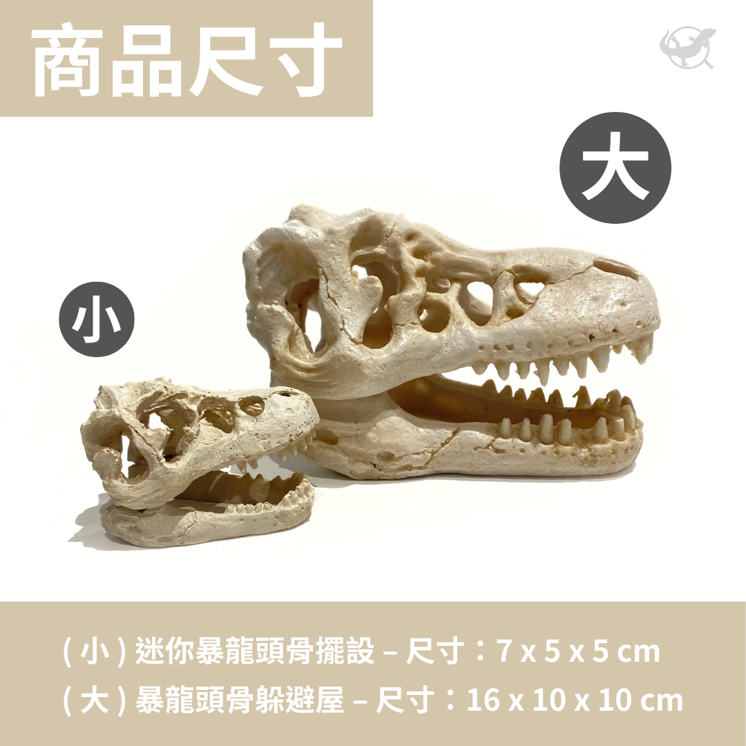 爬蟲迷你暴龍頭骨擺設