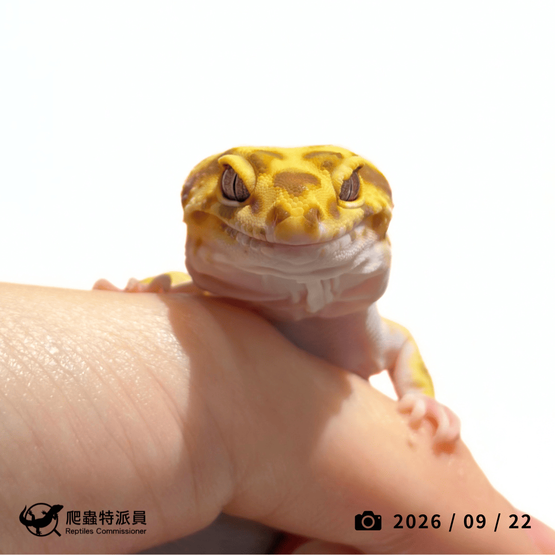 豹紋守宮．叢林（編號 457）