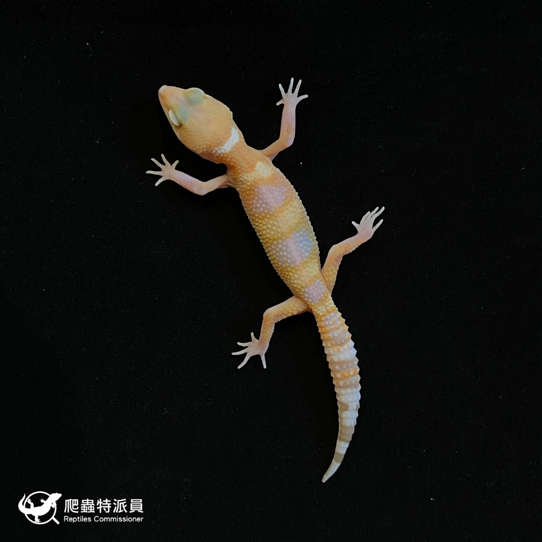 豹紋守宮．川普白化（編號 106）