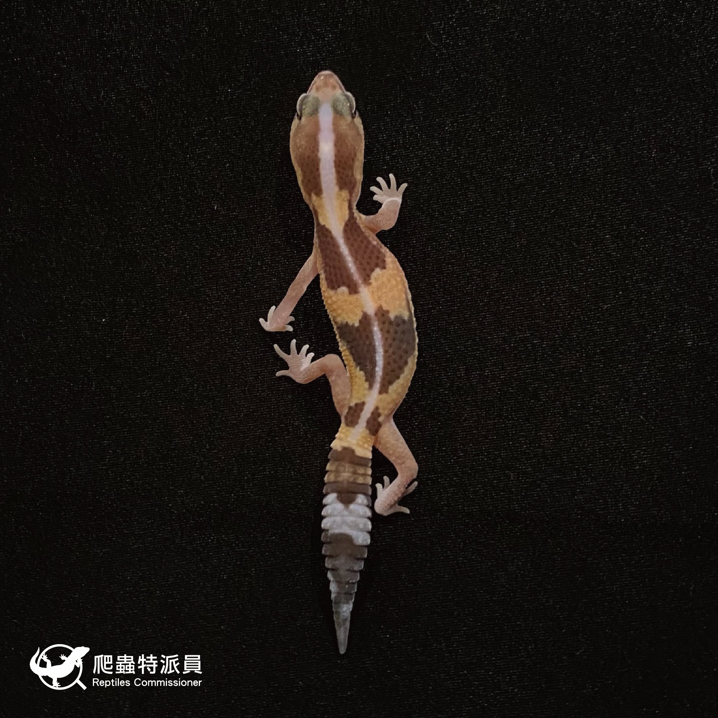 肥尾守宮．直線祖魯 h 橘白焦糖（編號 39）