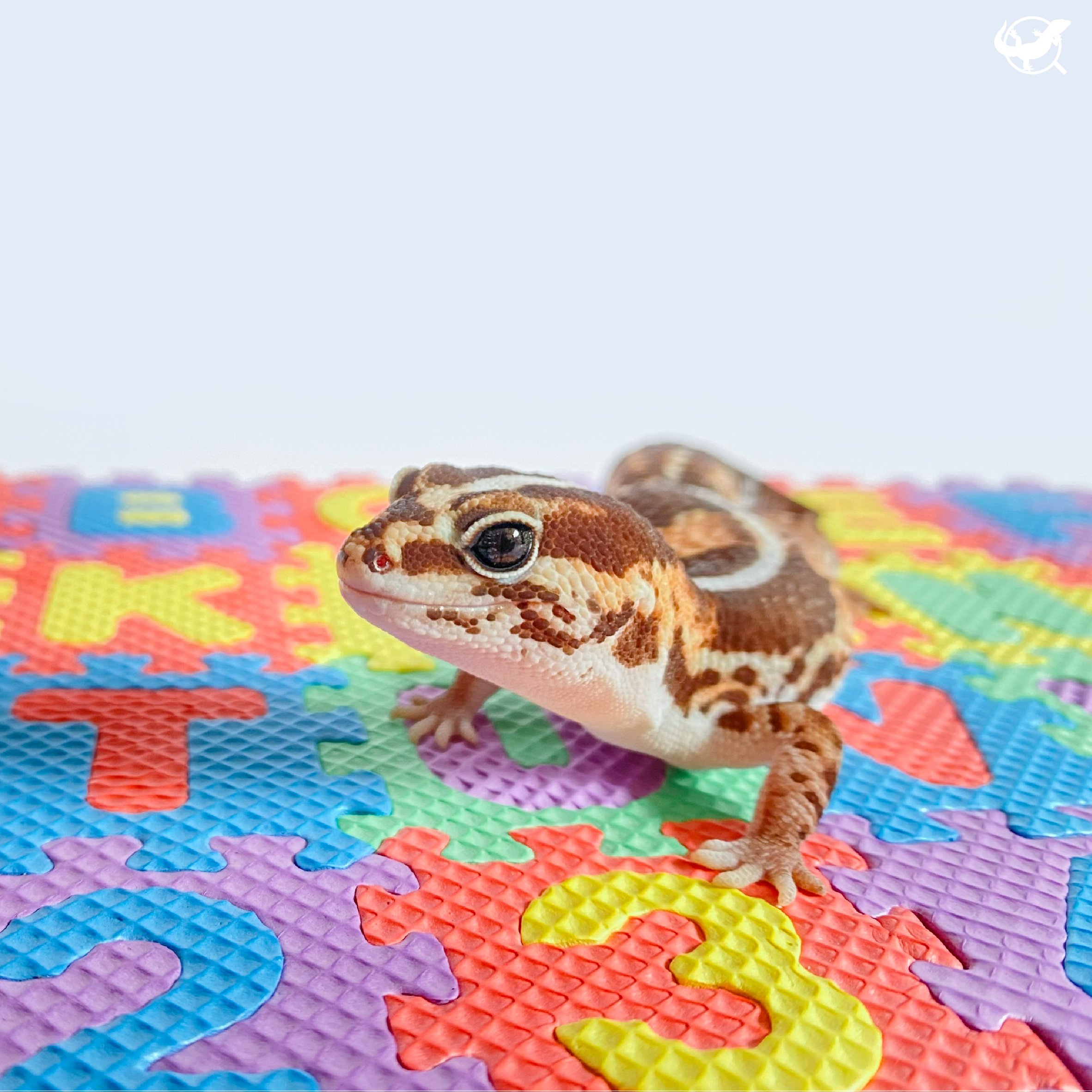 守宮迷你巧拼地墊 守宮迷你巧拼地墊