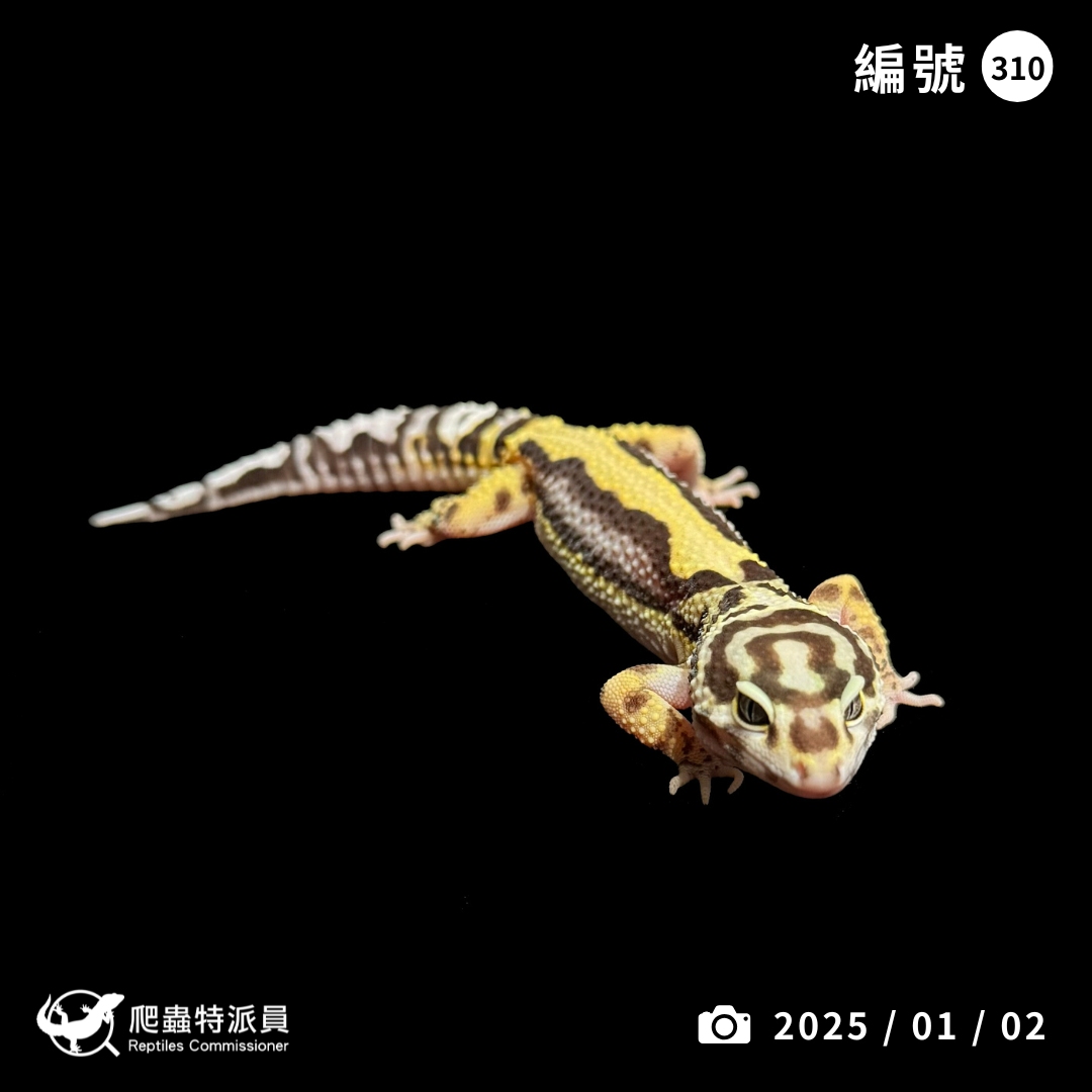 豹紋守宮．土匪（編號 310）