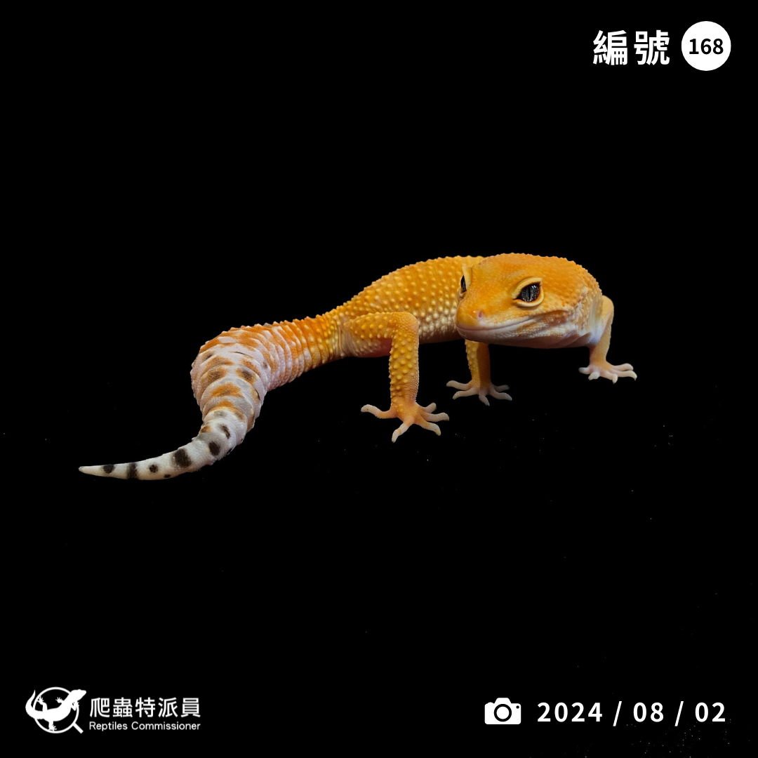 豹紋守宮．橘化／成體（編號 168）