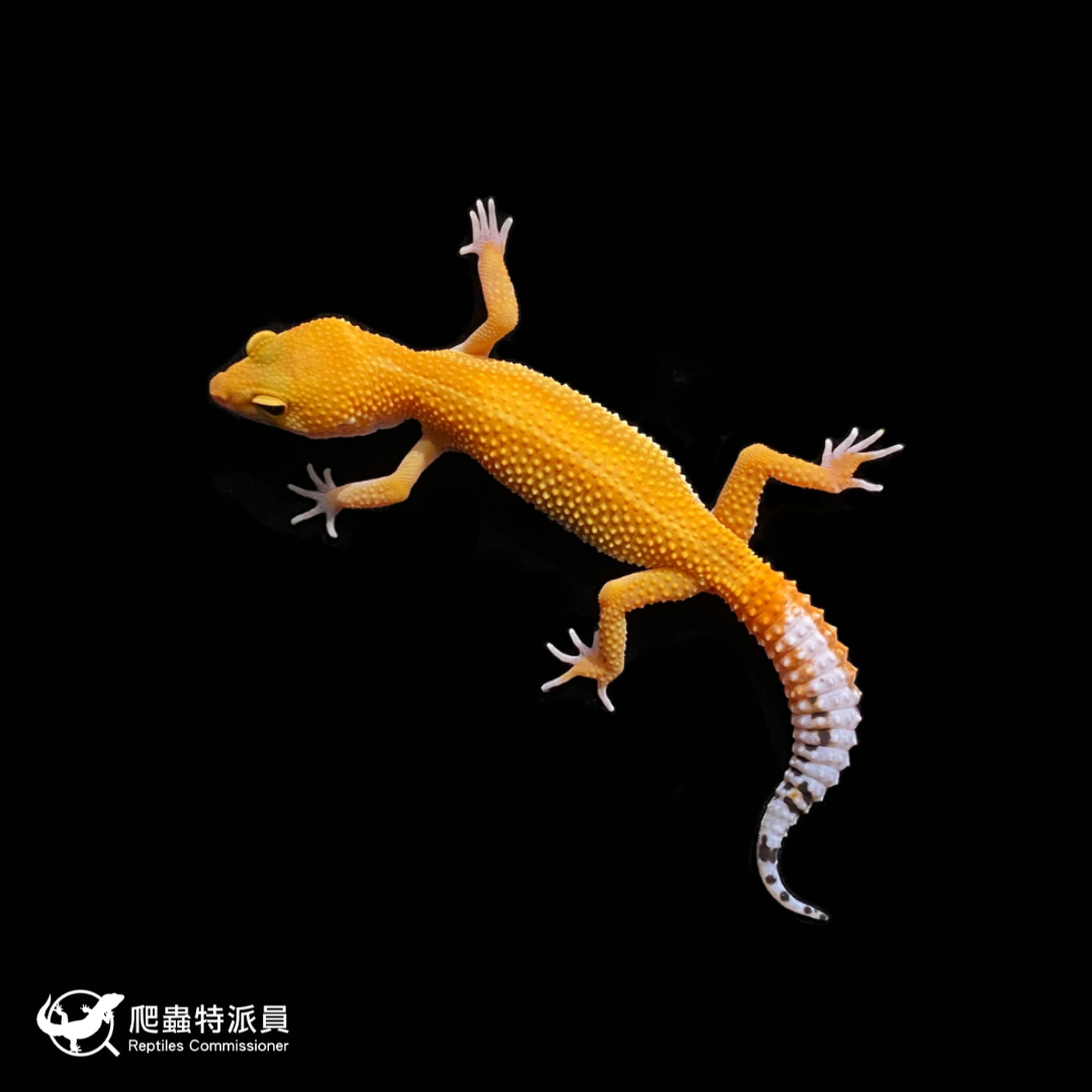 豹紋守宮．橘化（編號 269 ）