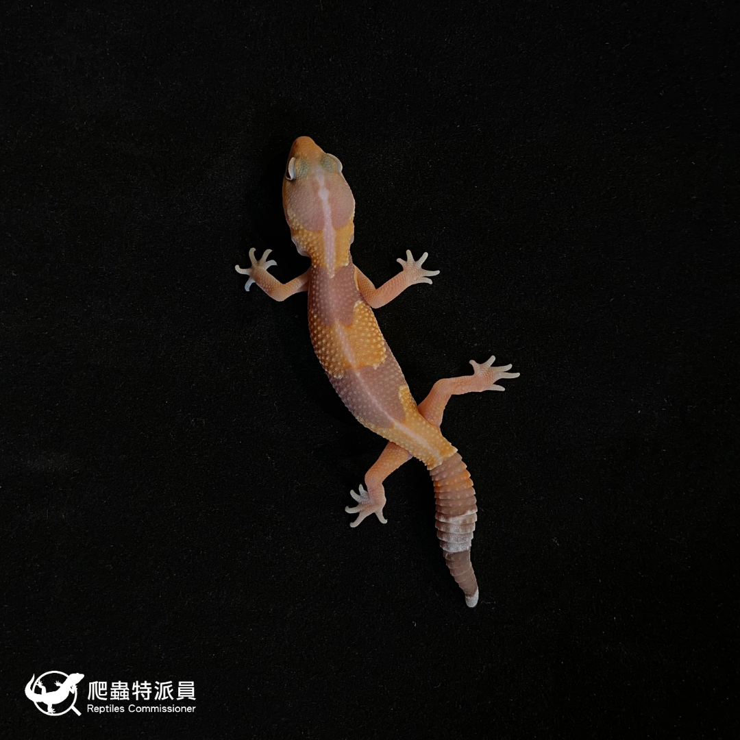 肥尾守宮．直線橘白（編號 192）