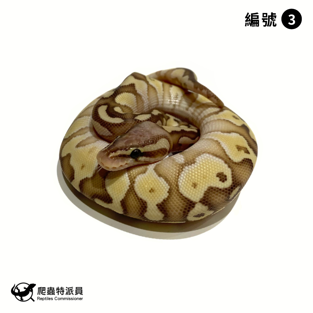 球蟒．淡彩奶油（編號 3）