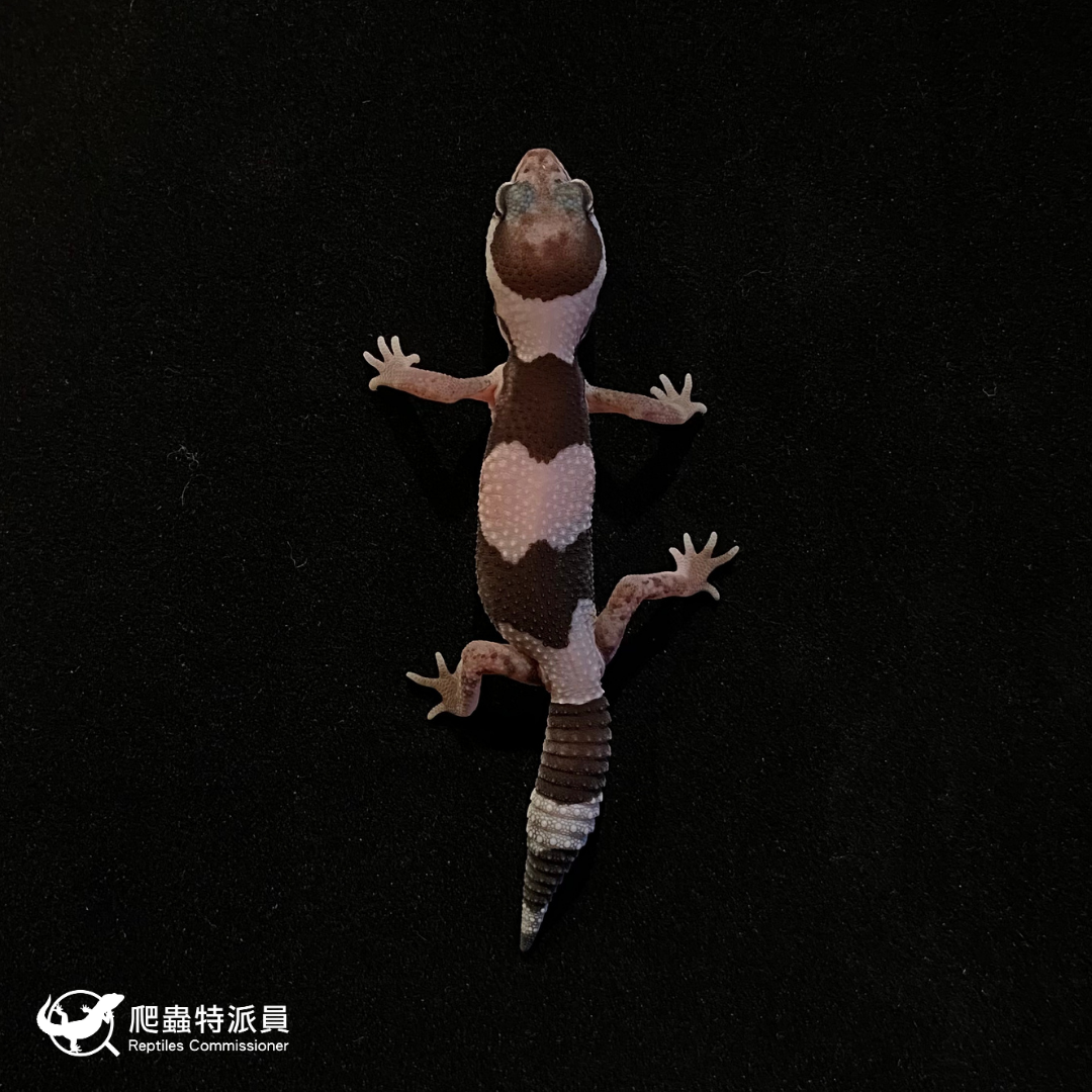 肥尾守宮．Oreo（編號 139）