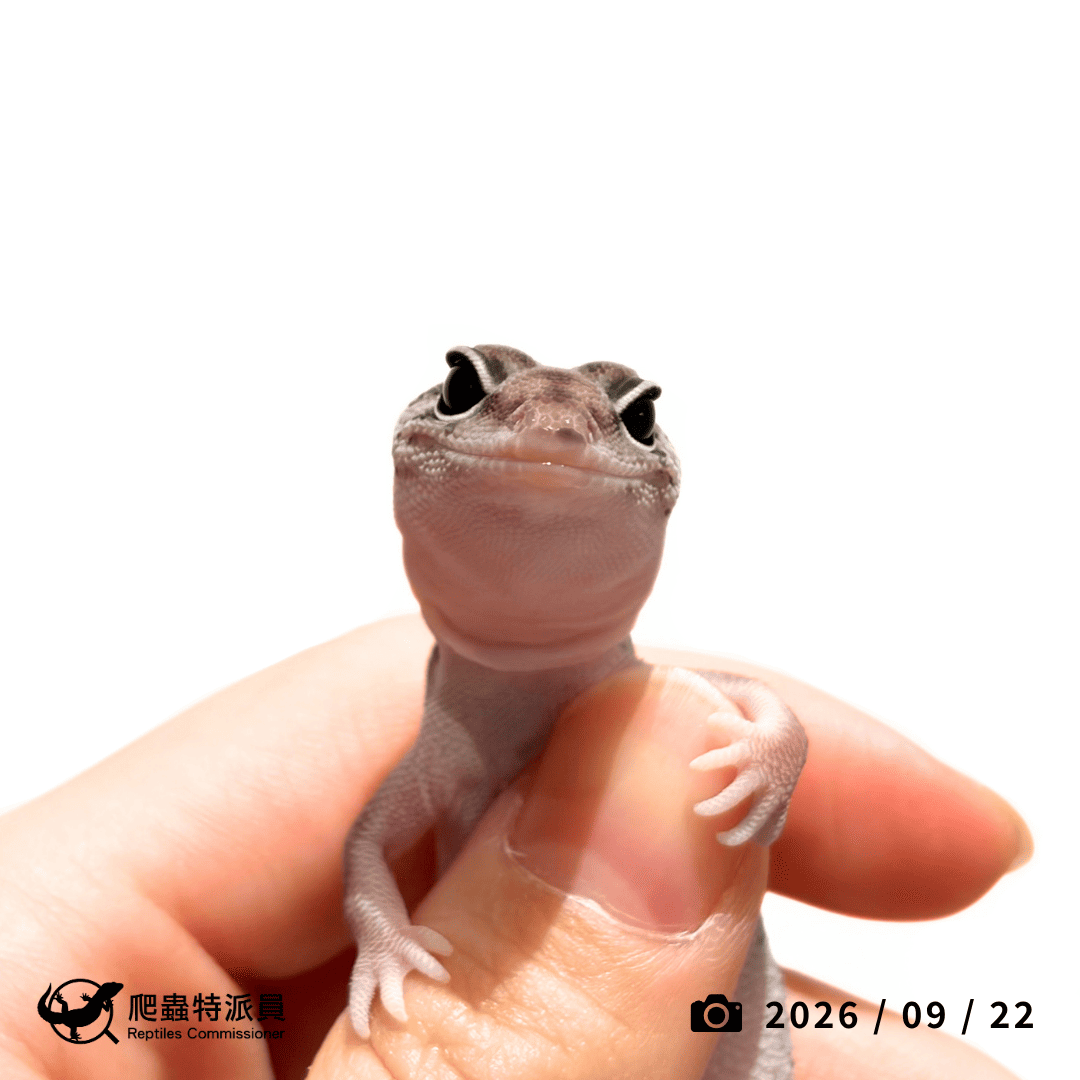 肥尾守宮．普肥（編號 485）
