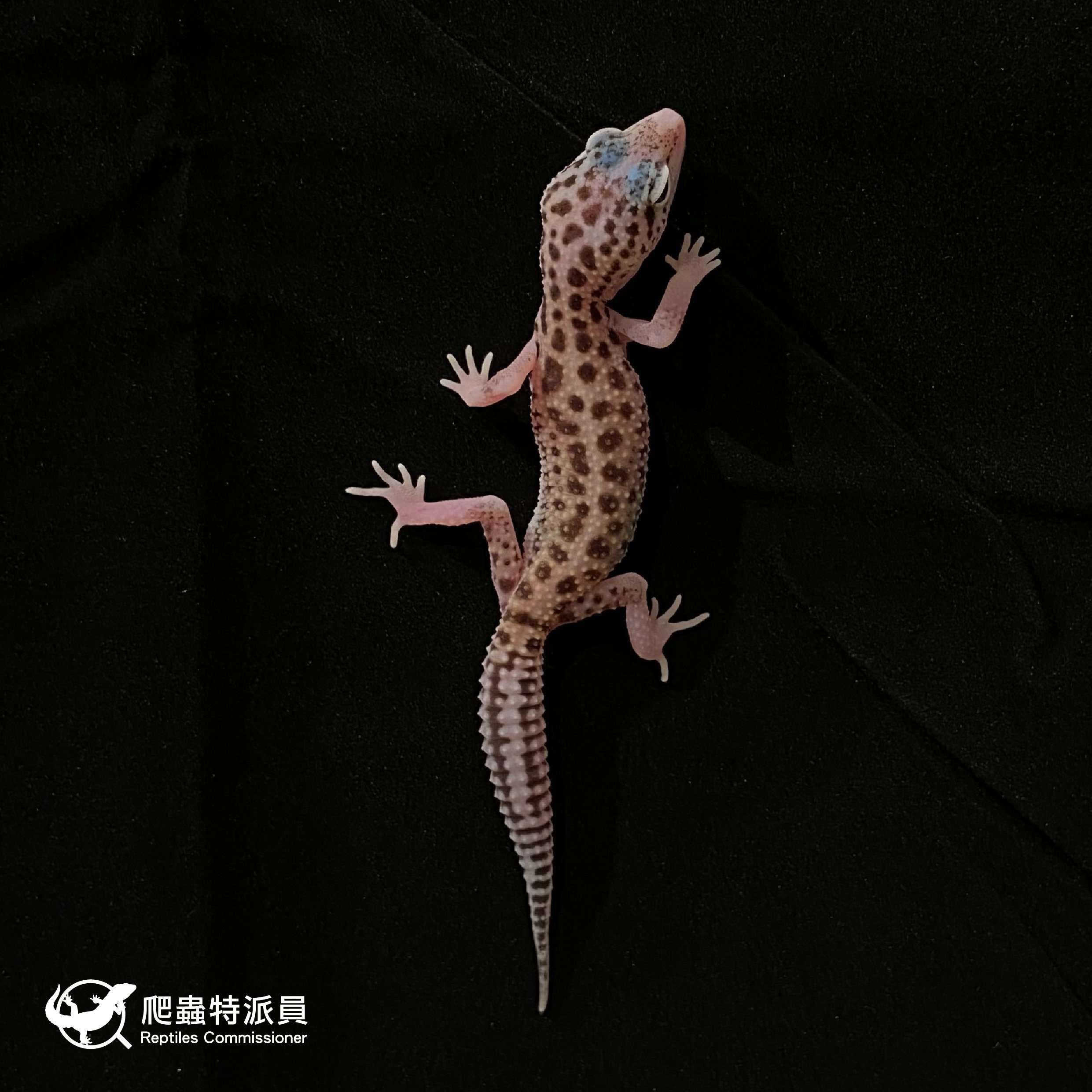 豹紋守宮．日蝕（編號 12）