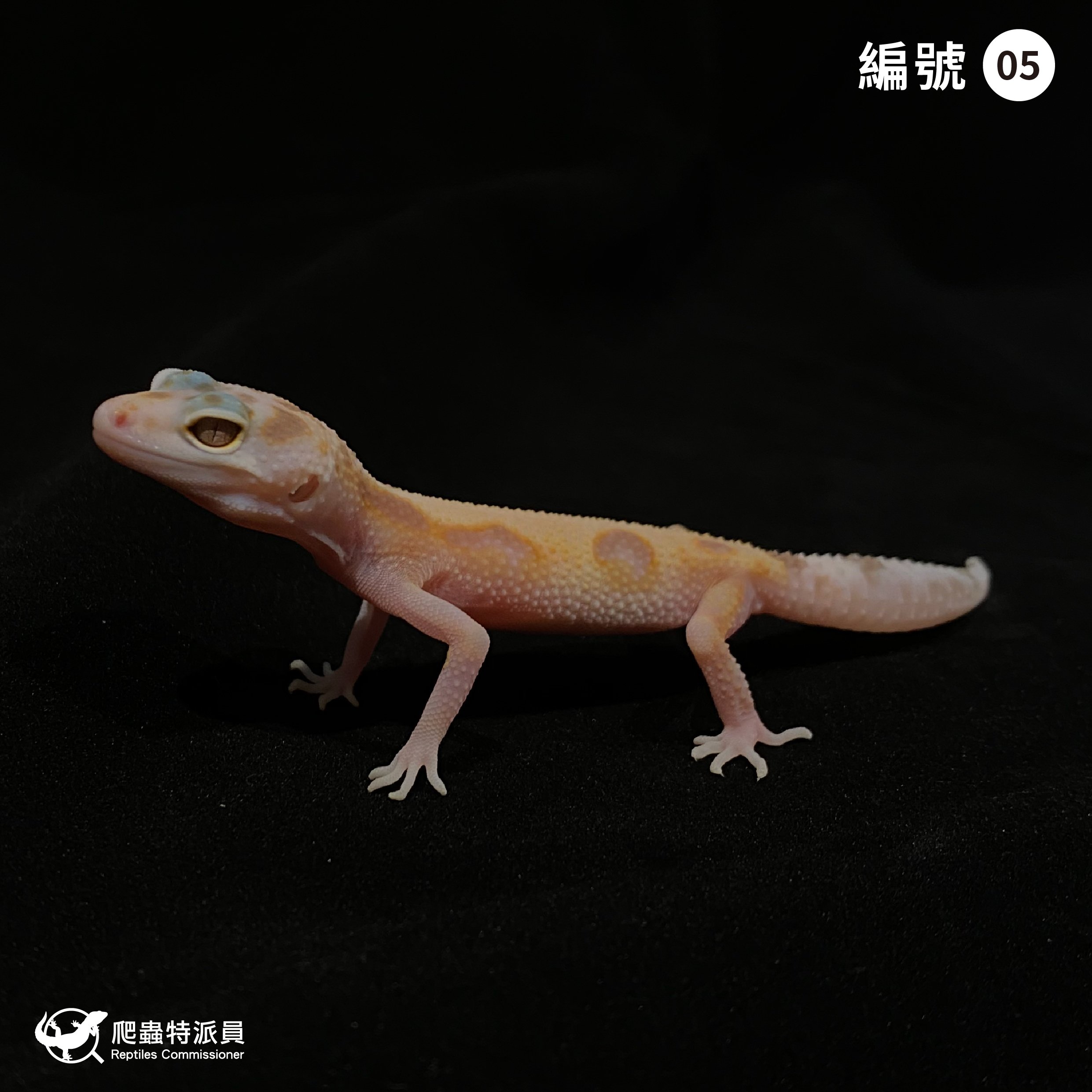 豹紋守宮．WY 川白（編號 5）