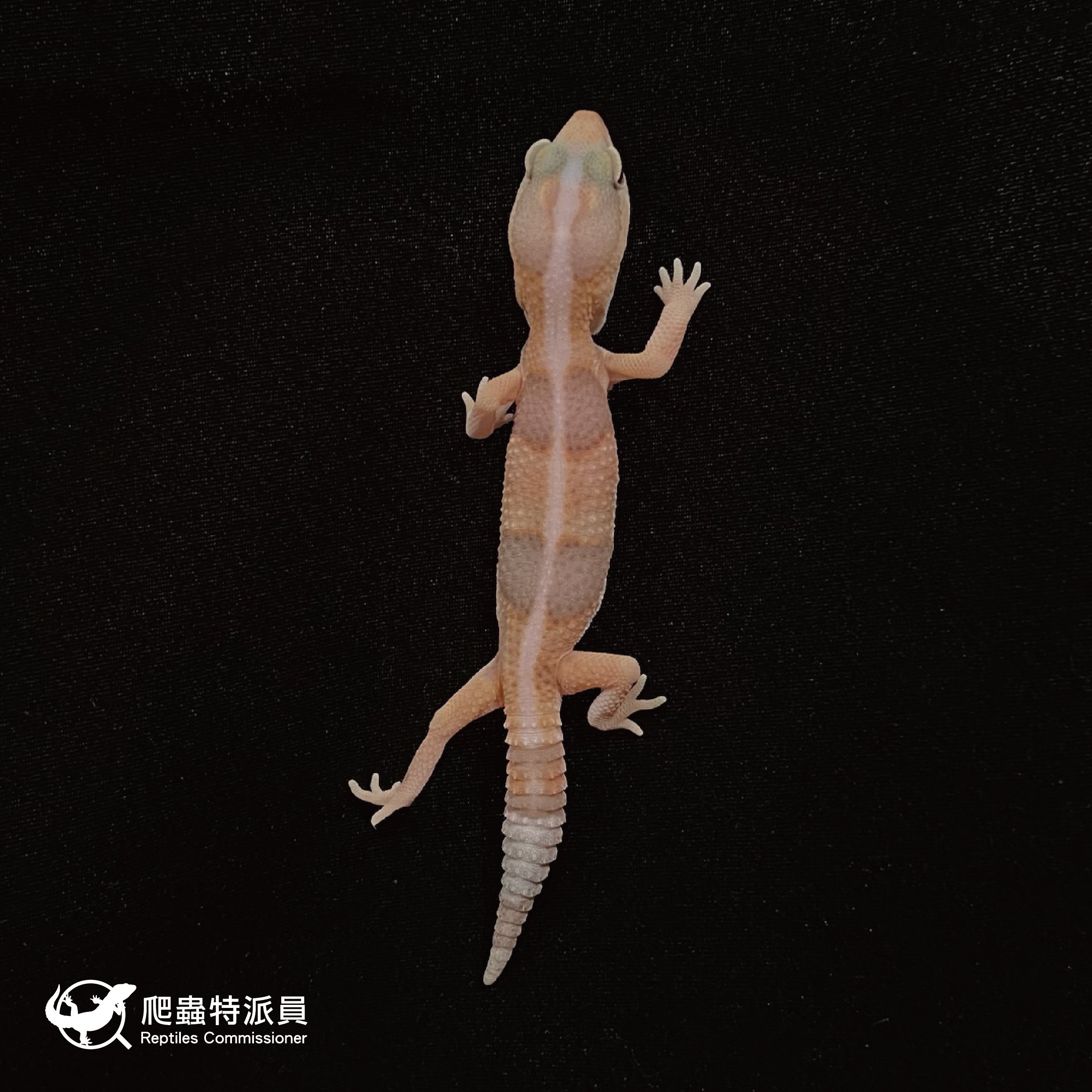 肥尾守宮．直線焦糖 h 橘白祖魯（編號 36）