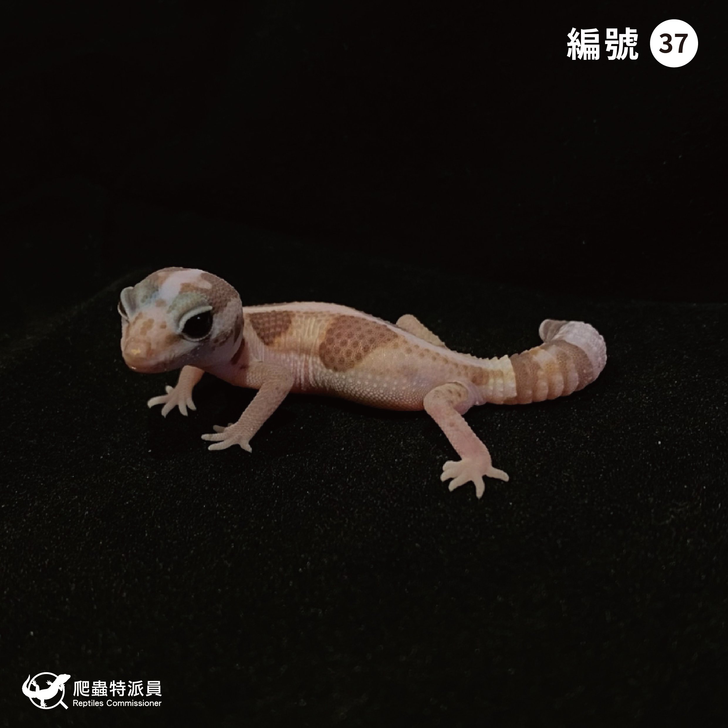 肥尾守宮．直線立可白焦糖 h 橘白祖魯（編號 37）