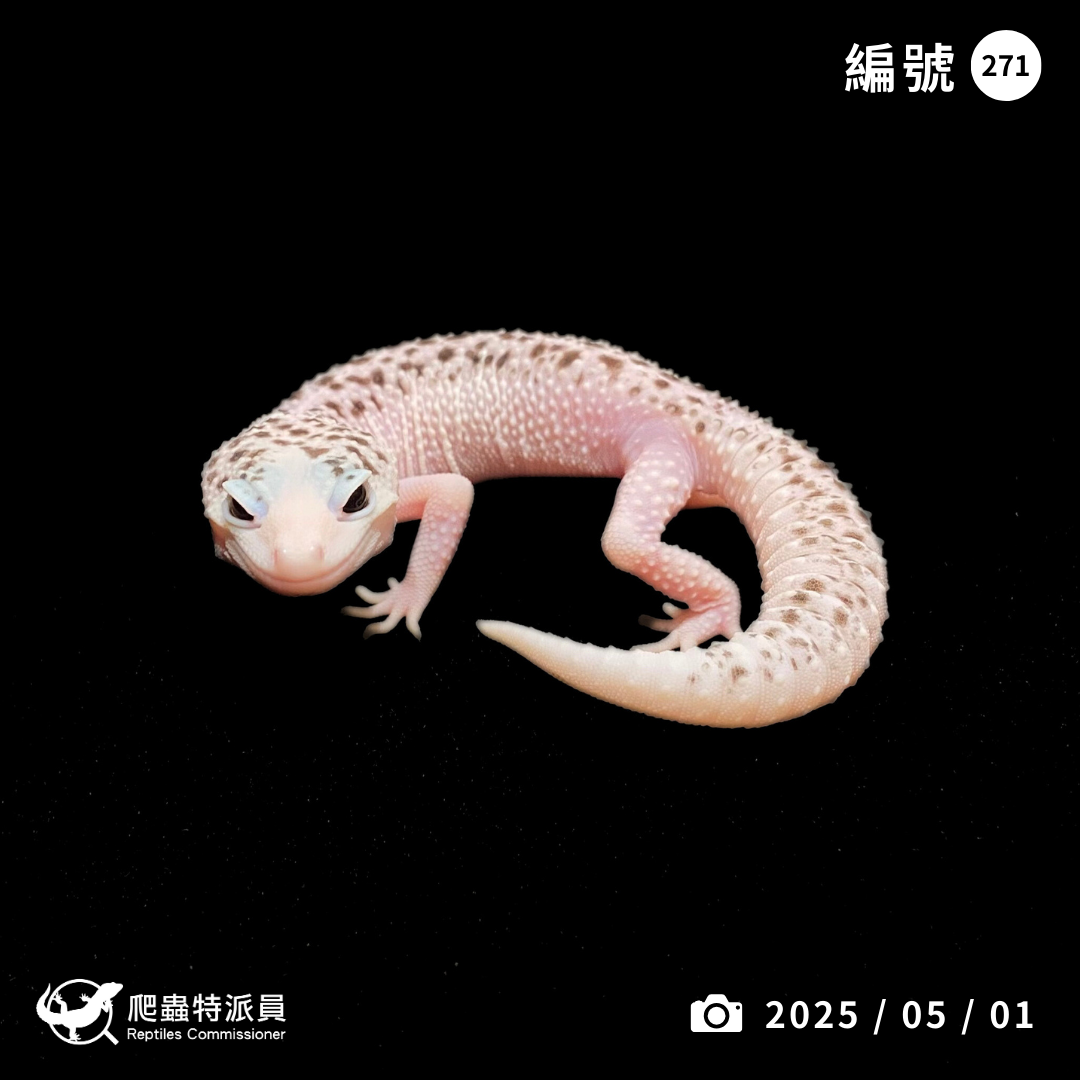 豹紋守宮．全日蝕（編號 271）