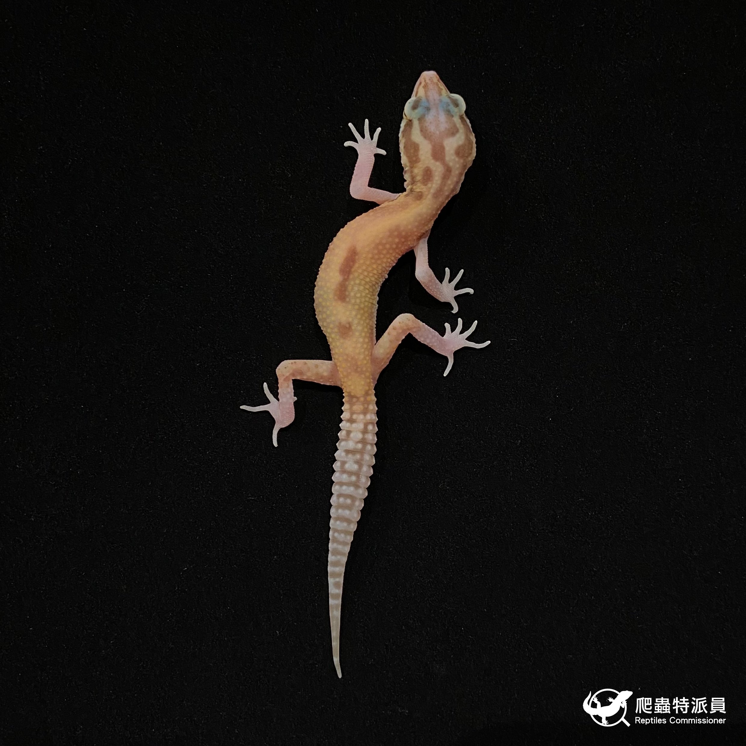 豹紋守宮．川白日蝕（編號 24）