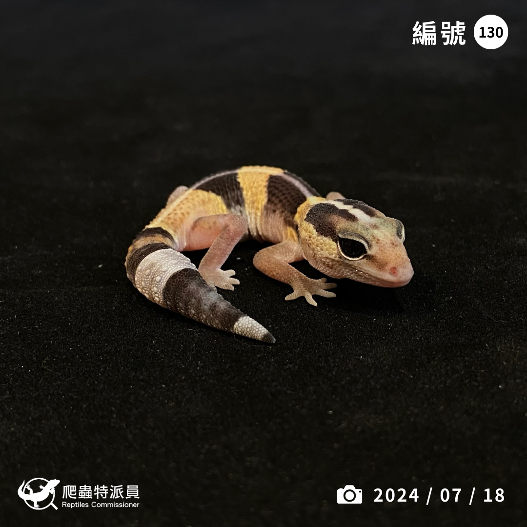 肥尾守宮．直線普肥（編號 130）