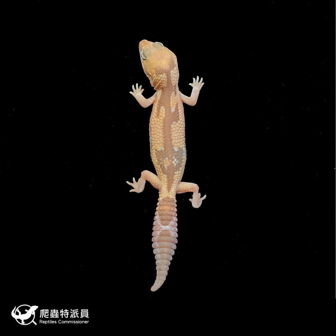 肥尾守宮．焦糖祖魯 h 橘白（編號 38）