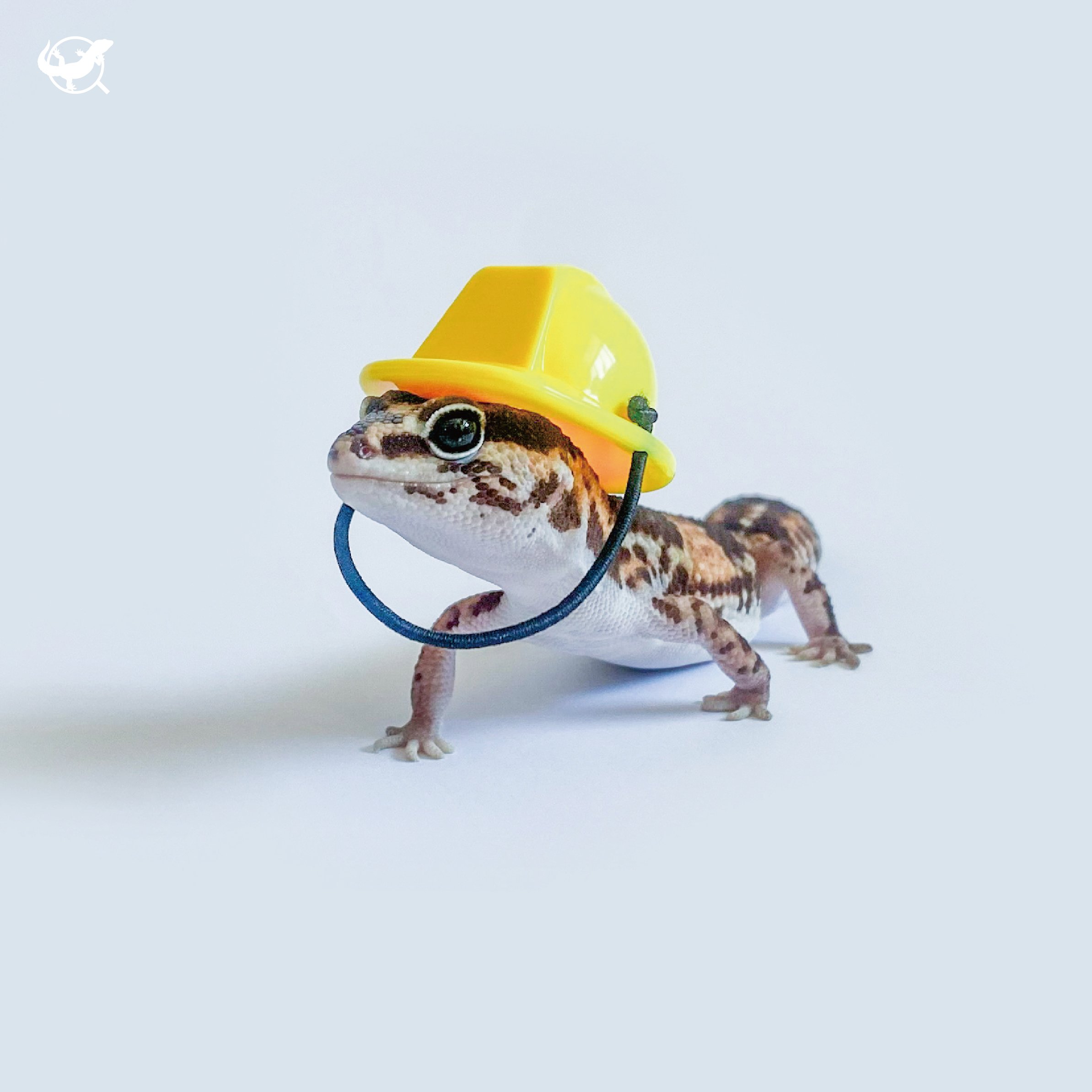 爬蟲工地帽 爬蟲工地帽