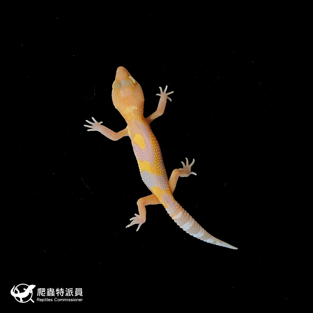 豹紋守宮．川普叢林（編號 77）