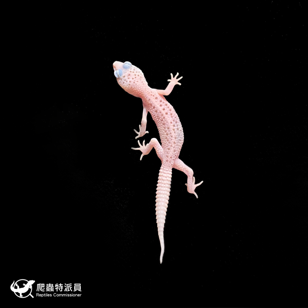 豹紋守宮．全日蝕（編號 240 ）