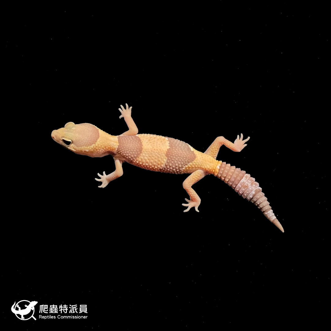 肥尾守宮．橘白（編號 366）