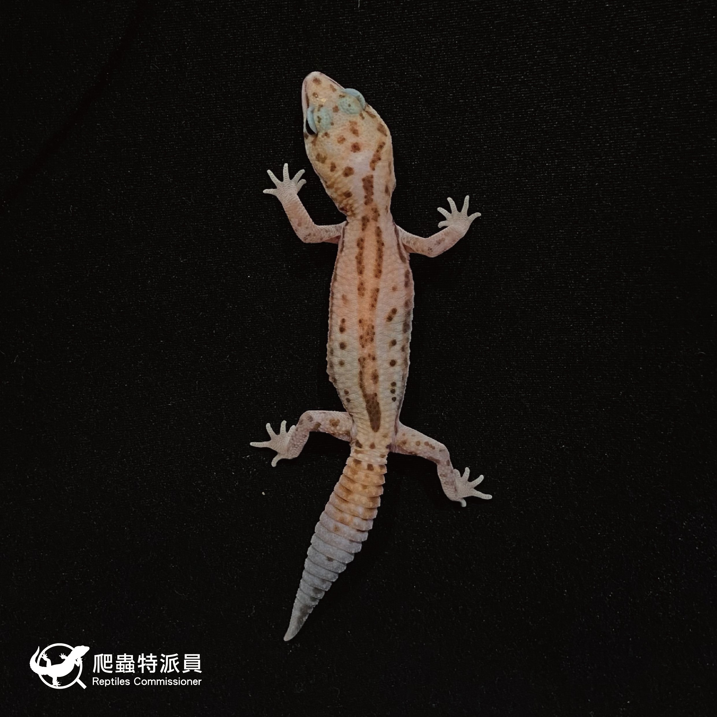 肥尾守宮．立可白無紋（編號 33）