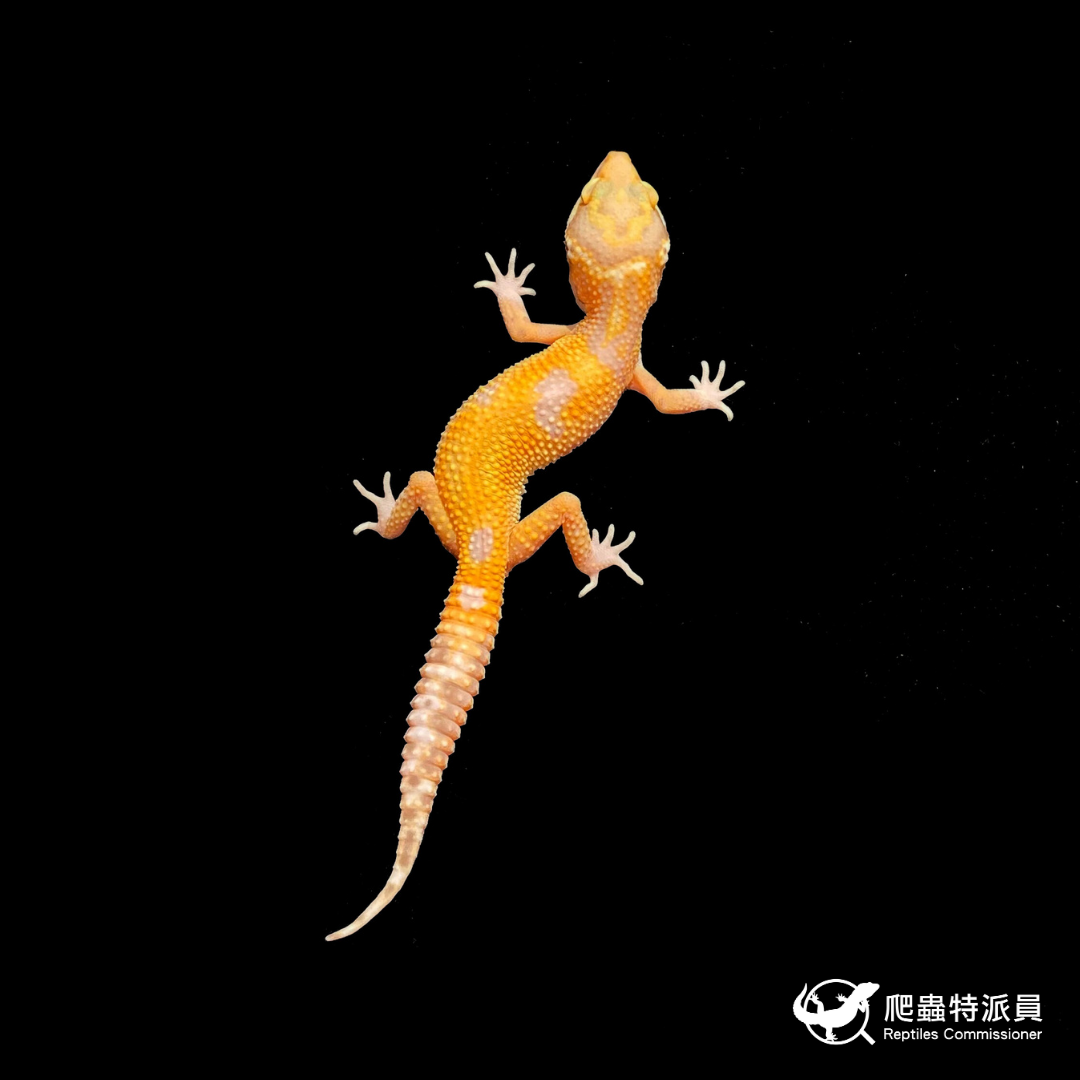 豹紋守宮．川白（編號 424）