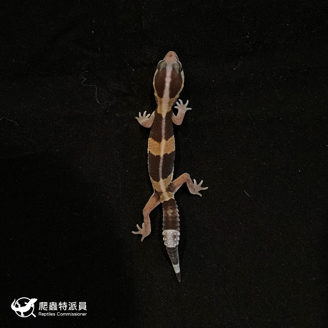 肥尾守宮．直線普肥（編號 94）