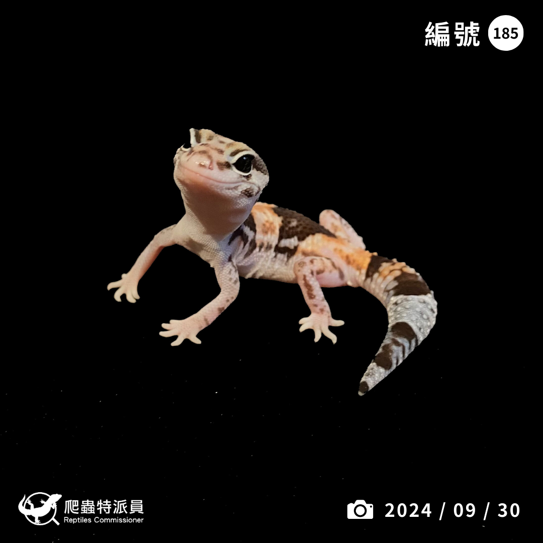 肥尾守宮．普肥 h 幽靈祖魯（編號 185）