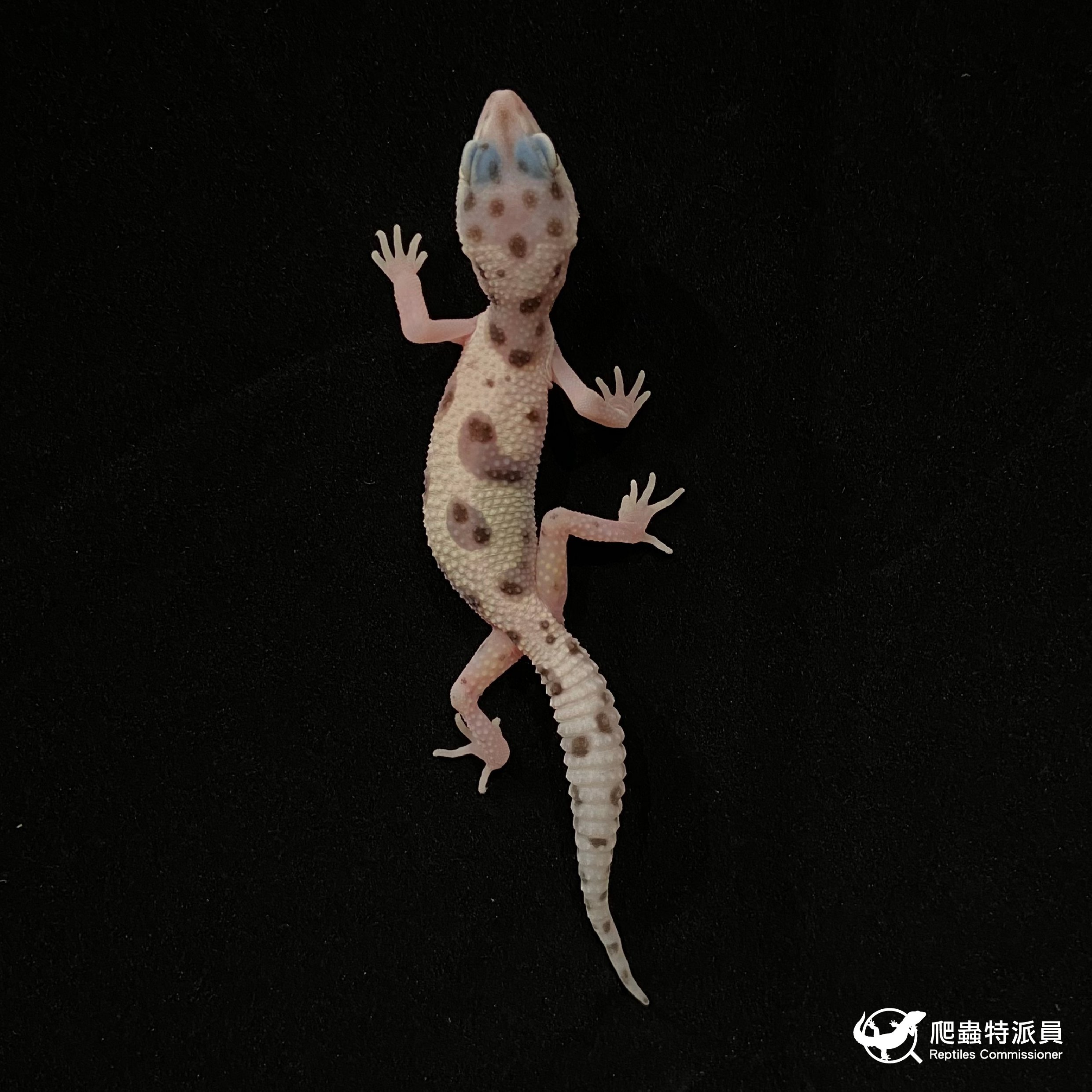 豹紋守宮．WY 雪花叢林（編號 27）