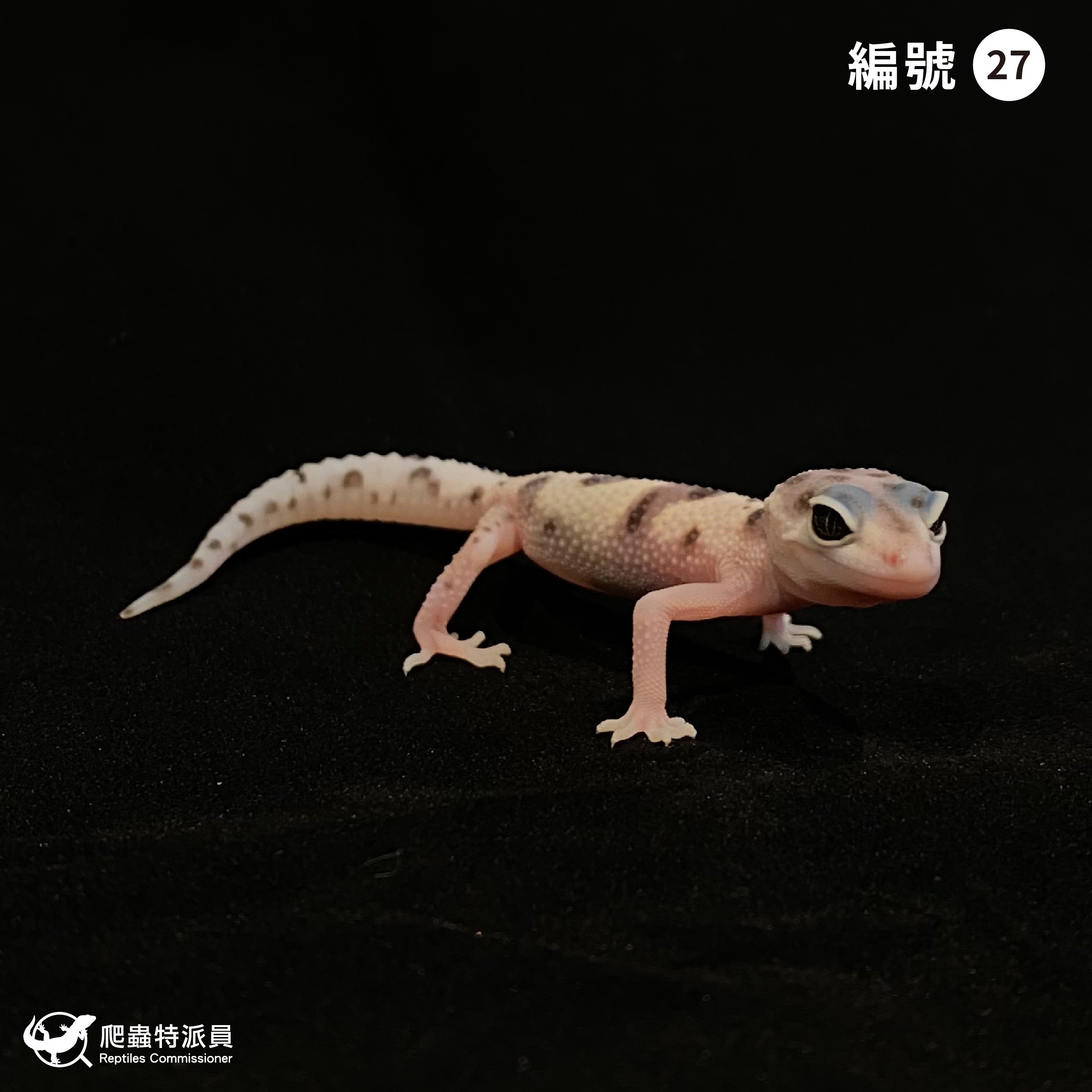 豹紋守宮．WY 雪花叢林（編號 27）