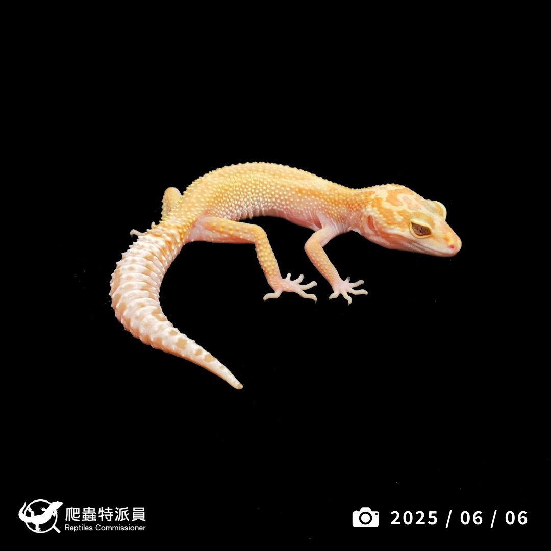 豹紋守宮．WY 彩虹川白（編號 393）