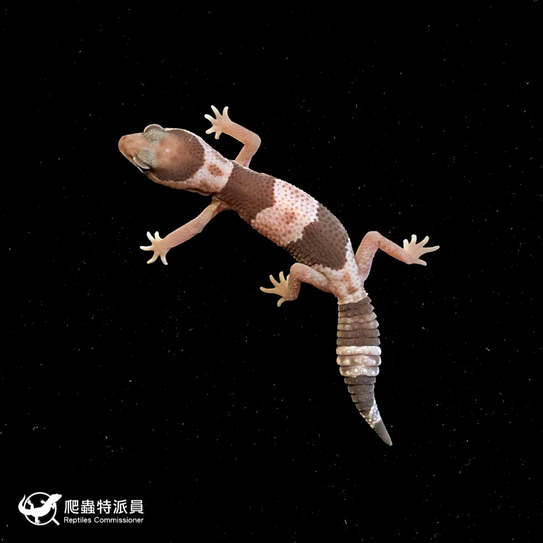 肥尾守宮．Oreo（編號 244）