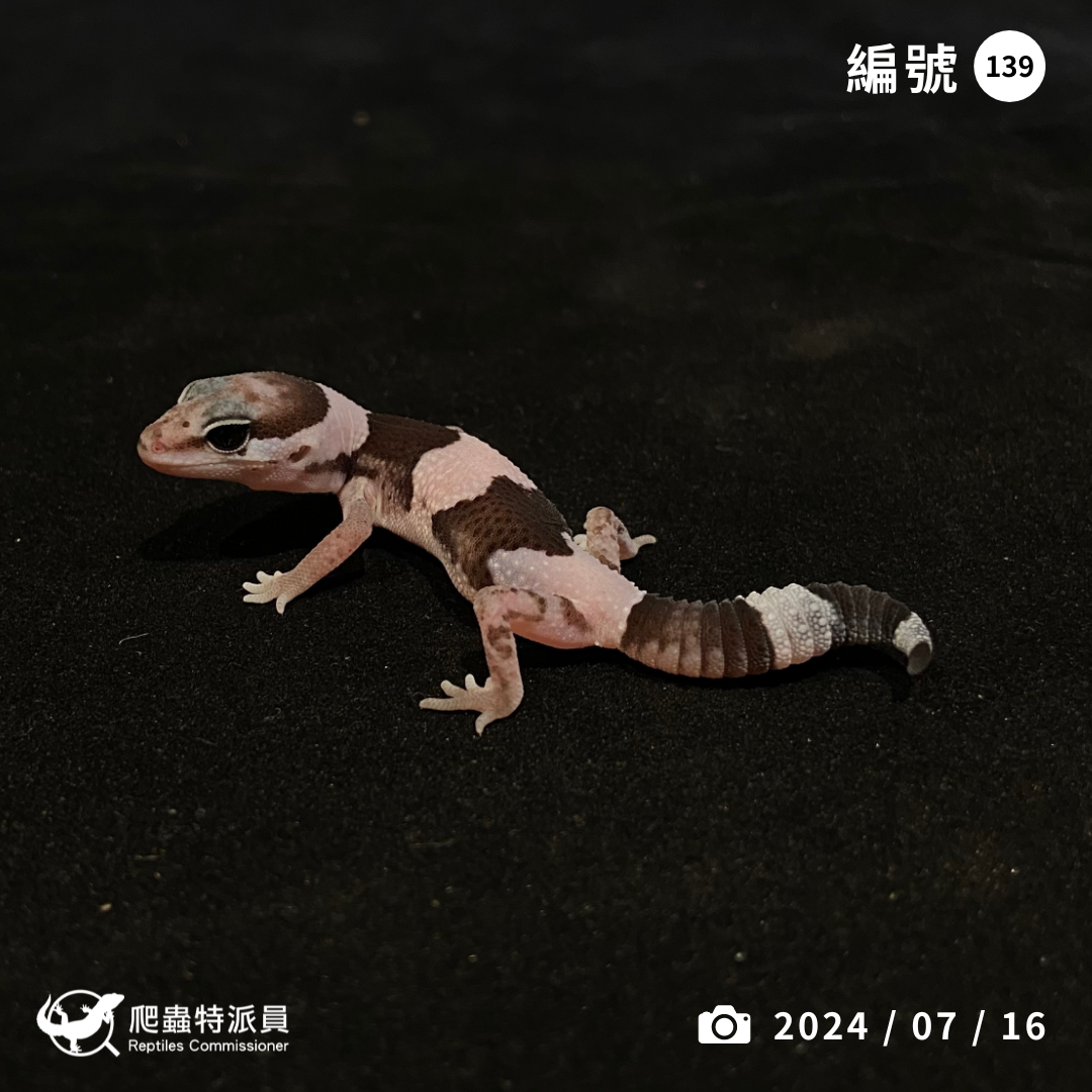 肥尾守宮．Oreo（編號 139）