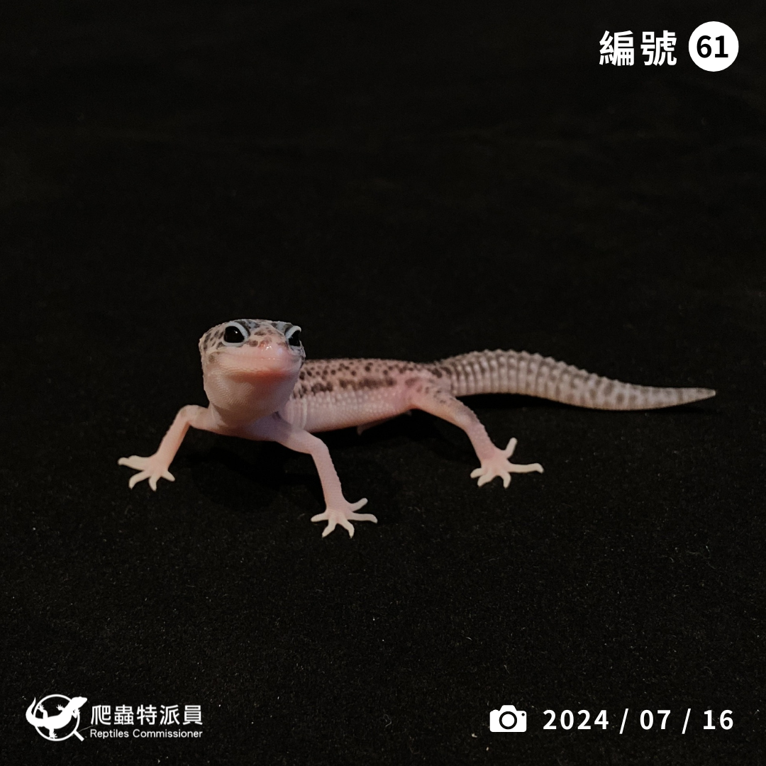 豹紋守宮．超雪（編號 61）