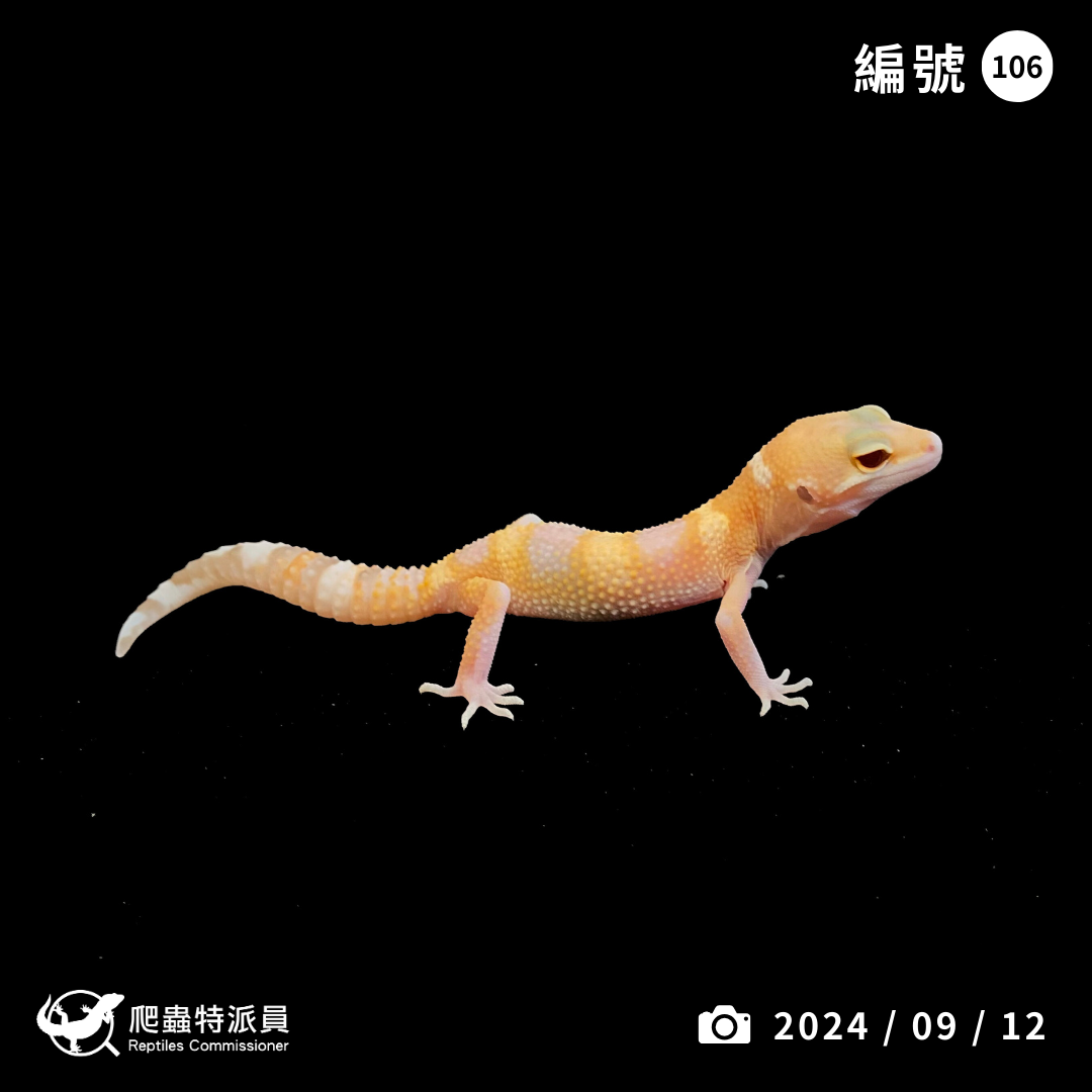 豹紋守宮．川普白化（編號 106）