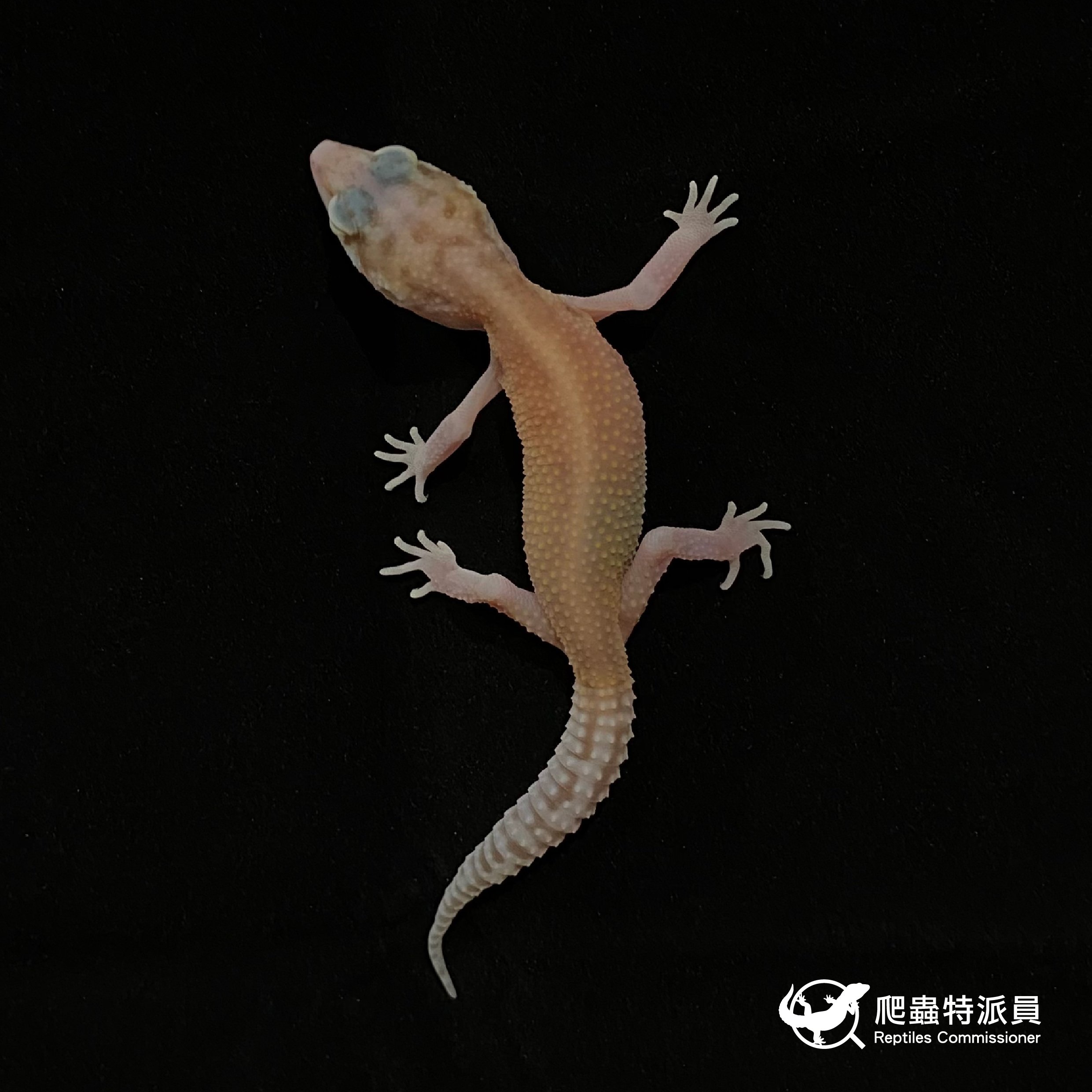 豹紋守宮．川白日蝕（編號 8）