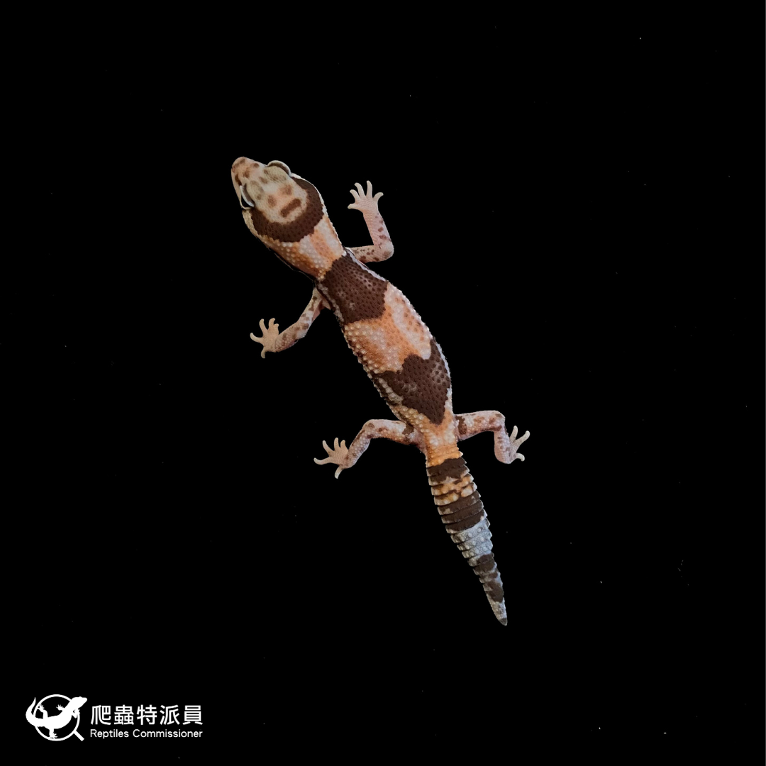 肥尾守宮．普肥 h 幽靈祖魯（編號 185）