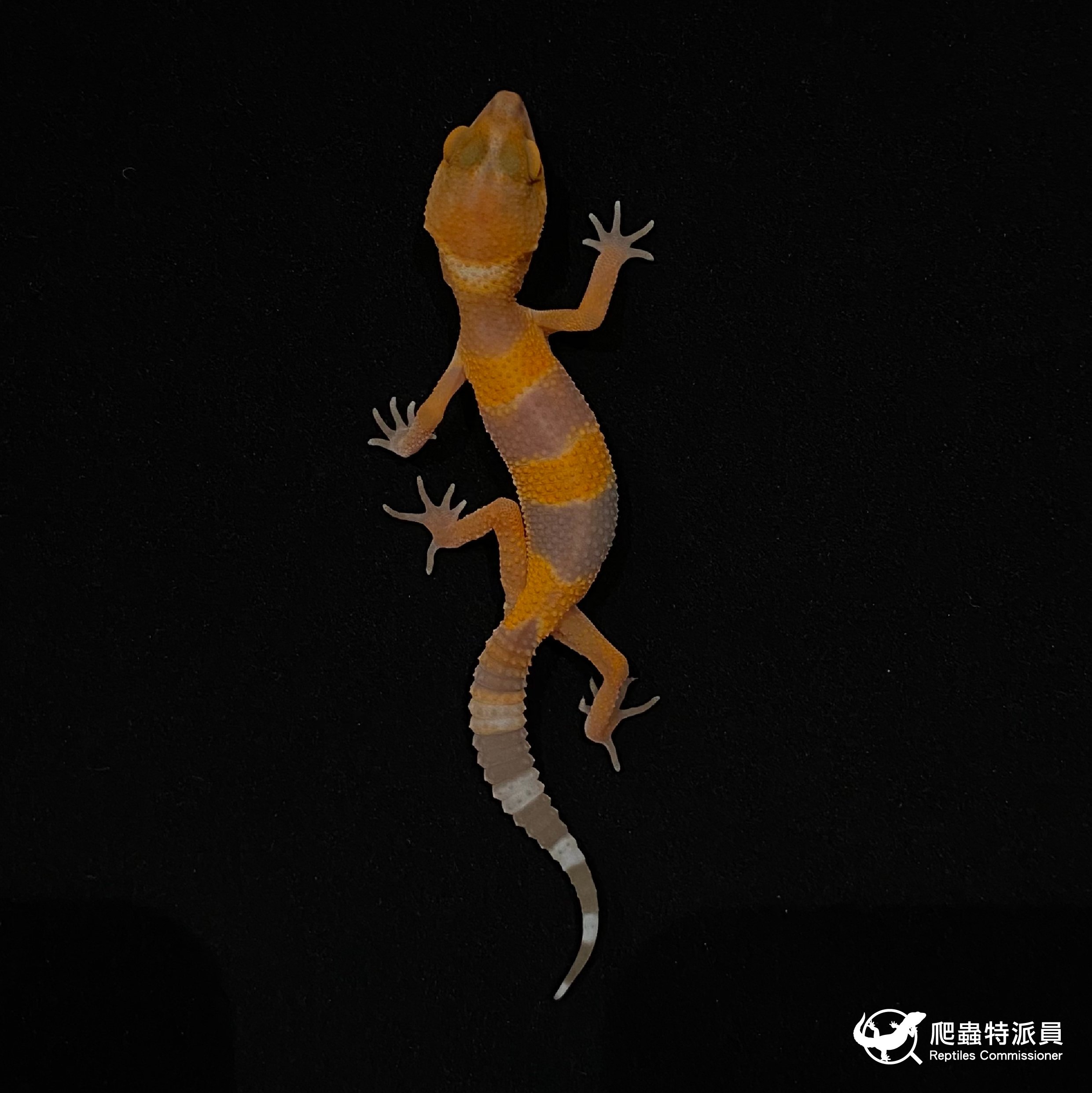 豹紋守宮．日焰（編號 23）