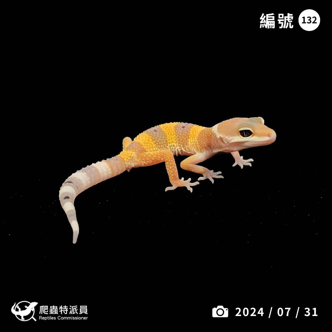 豹紋守宮．橘化（編號 132）