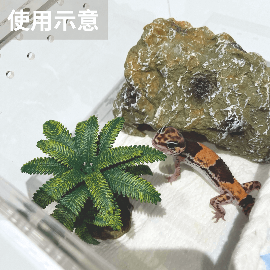 爬蟲蘇鐵樹擺設